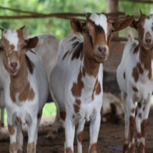 Goat Farming Online Training Program