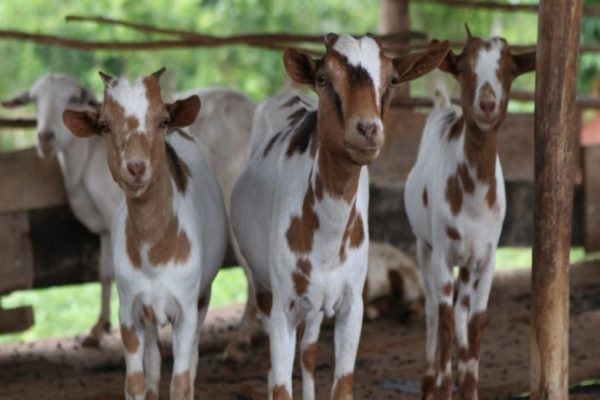 Goat Farming Online Training Program