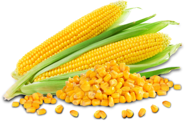 Corn Processing