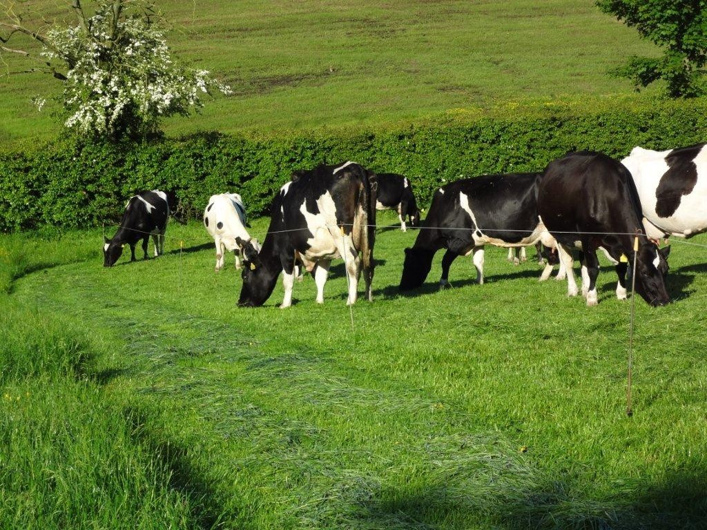 Dairy Farm Management
